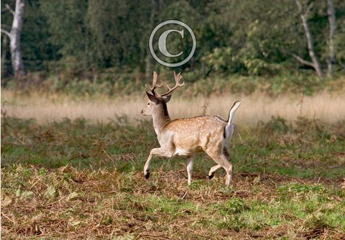 Fallow Buck Deer Running DM0639